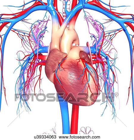 Drawing - Human heart, artwork. Fotosearch