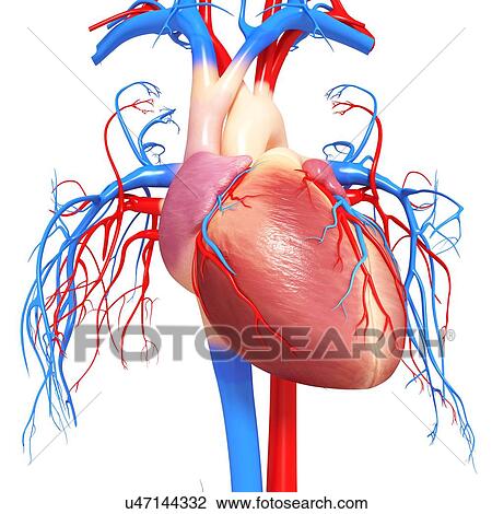Drawing - Human heart, artwork. Fotosearch