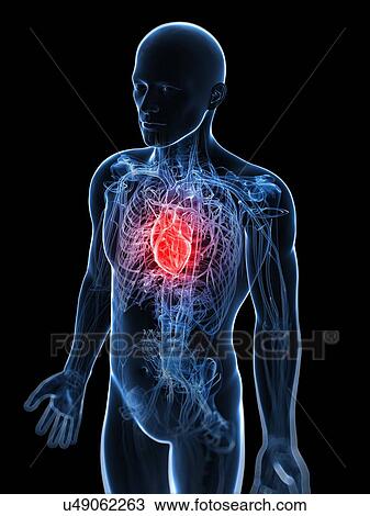 Human heart, artwork View Large Illustration Drawing - Human heart, artwork. Fotosearch
