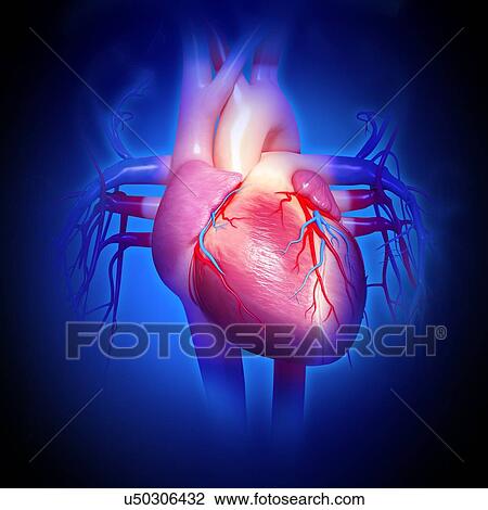 Human heart, artwork View Large Illustration Drawing - Human heart, artwork. Fotosearch