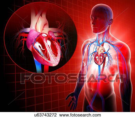 Human heart, artwork View Large Illustration Drawing - Human heart, artwork. Fotosearch
