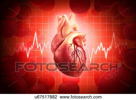 Human heart, artwork View Large Illustration Drawing - Human heart, artwork. Fotosearch