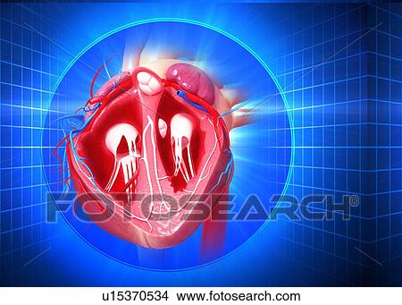 Human heart, artwork View Large Illustration Stock Illustration - Human heart, artwork. Fotosearch