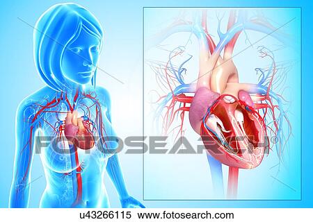Stock Illustration - Human heart, artwork. Fotosearch
