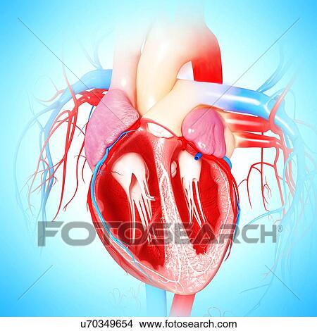 Human heart, artwork View Large Illustration Stock Illustration - Human heart, artwork. Fotosearch