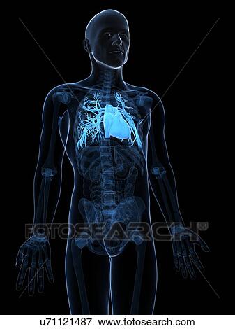 Stock Illustration - Human heart, artwork. Fotosearch