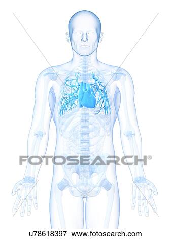Stock Illustration - Human heart, artwork. Fotosearch