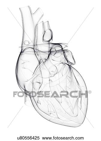 Human heart, artwork View Large Illustration Stock Illustration - Human heart, artwork. Fotosearch