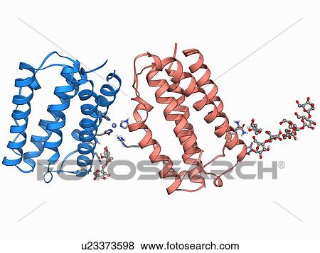 Human interferon beta molecule View Large Illustration Stock Illustration - Human interferon beta molecule. Fotosearch