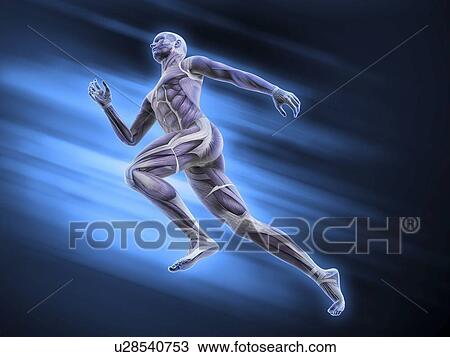 Human musculature, artwork View Large Illustration Drawing - Human musculature, artwork. Fotosearch