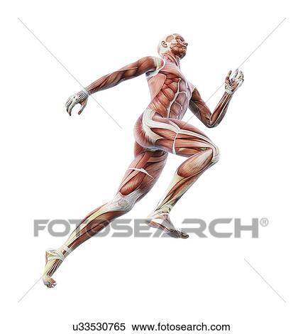 Stock Illustration - Human musculature, artwork. Fotosearch