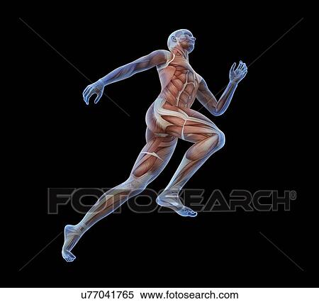 Stock Illustration - Human musculature, artwork. Fotosearch