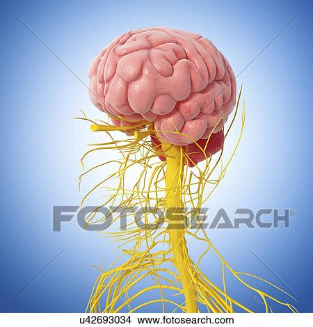 Stock Illustration - Human nervous system, artwork. Fotosearch
