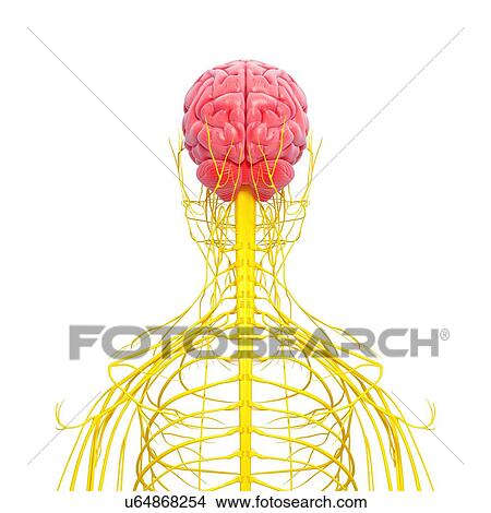 Human nervous system, artwork View Large Illustration Stock Illustration - Human nervous system, artwork. Fotosearch