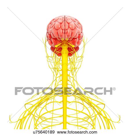 Stock Illustration - Human nervous system, artwork. Fotosearch