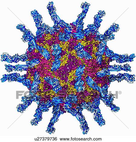 Human poliovirus, molecular model View Large Illustration Stock Illustration - Human poliovirus, molecular model. Fotosearch
