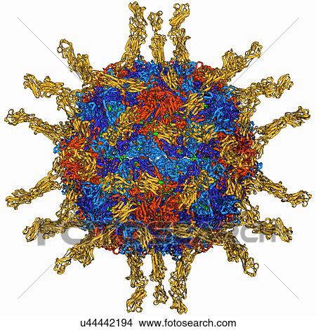 Stock Illustration - Human poliovirus, molecular model. Fotosearch