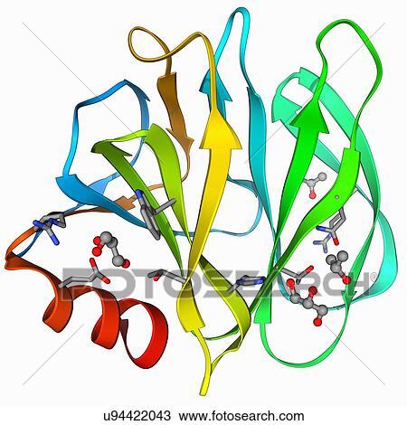 Human rotavirus capsid protein molecule View Large Illustration Drawing - Human rotavirus capsid protein molecule. Fotosearch