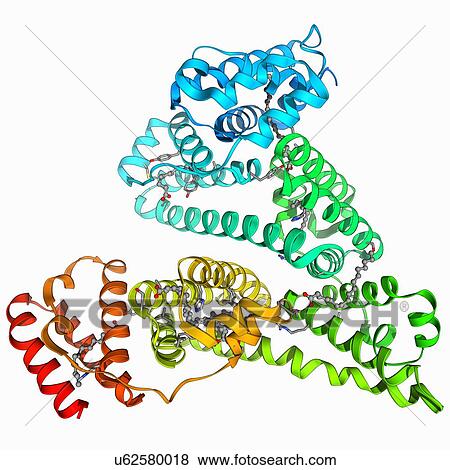Stock Illustration - Human serum albumin molecule. Fotosearch