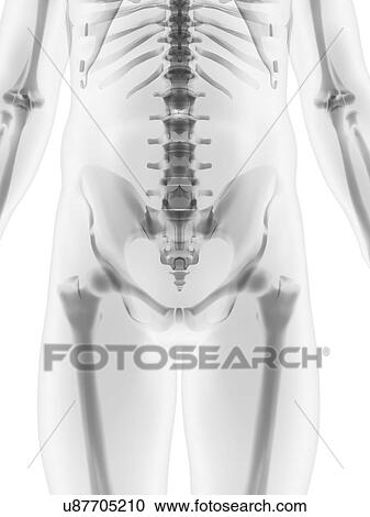 Clipart - Human skeleton, artwork. Fotosearch