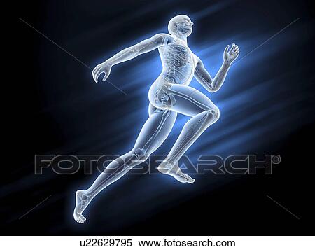 Human skeleton, artwork View Large Illustration Stock Illustration - Human skeleton, artwork. Fotosearch