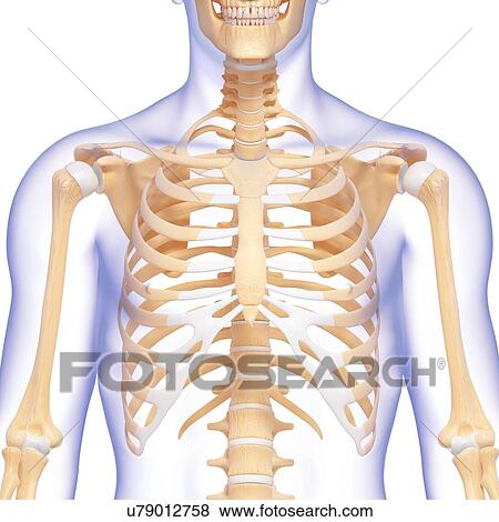 Stock Illustration - Human skeleton, artwork. Fotosearch