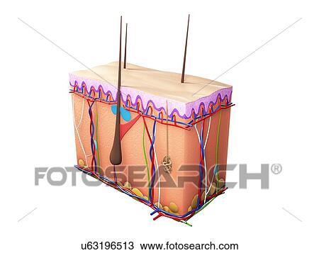 Drawing - Human skin, artwork. Fotosearch