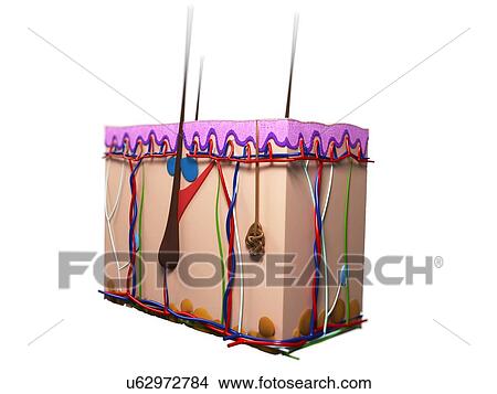 Stock Illustration - Human skin, artwork. Fotosearch