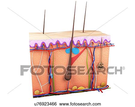 Human skin, artwork View Large Illustration Stock Illustration - Human skin, artwork. Fotosearch