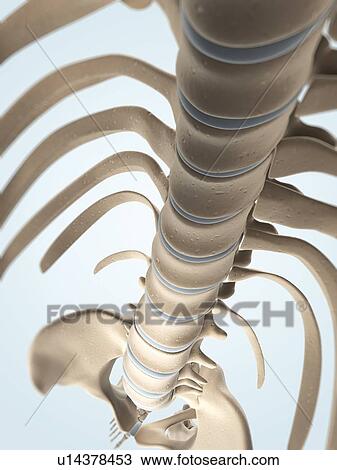 Drawing - Human spine, artwork. Fotosearch