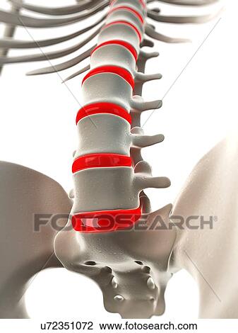 Human spine, artwork View Large Illustration Drawing - Human spine, artwork. Fotosearch