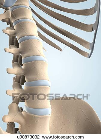 Human spine, artwork View Large Illustration Drawing - Human spine, artwork. Fotosearch