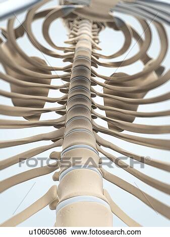 Human spine, artwork View Large Illustration Stock Illustration - Human spine, artwork. Fotosearch