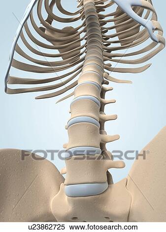 Human spine, artwork View Large Illustration Stock Illustration - Human spine, artwork. Fotosearch