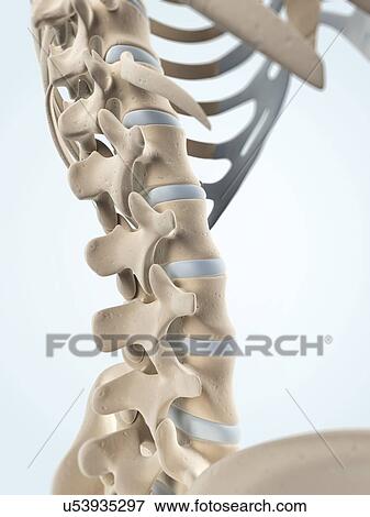 Human spine, artwork View Large Illustration Stock Illustration - Human spine, artwork. Fotosearch