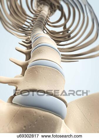 Human spine, artwork View Large Illustration Stock Illustration - Human spine, artwork. Fotosearch