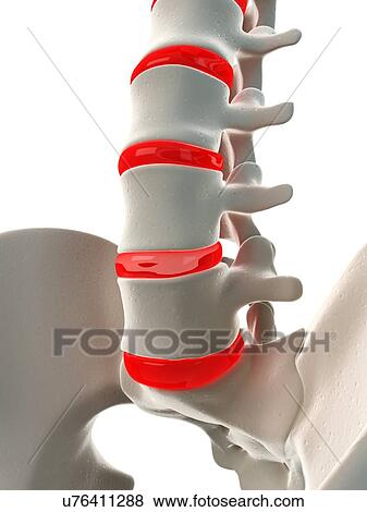 Human spine, artwork View Large Illustration Stock Illustration - Human spine, artwork. Fotosearch