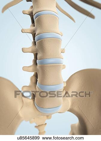 Stock Illustration - Human spine, artwork. Fotosearch