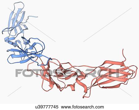 Human tissue factor molecule View Large Illustration Stock Illustration - Human tissue factor molecule. Fotosearch