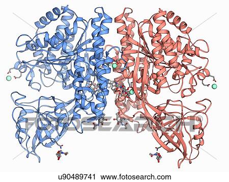 Human transferrin receptor molecule View Large Illustration Clip Art - Human transferrin receptor molecule. Fotosearch