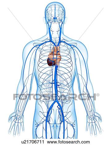 Human veins, artwork View Large Illustration Clip Art - Human veins, artwork. Fotosearch