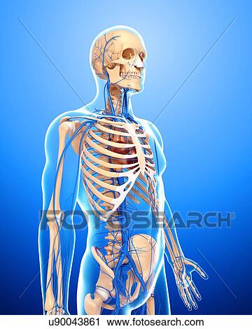 Clip Art - Human veins, artwork. Fotosearch