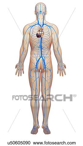 Clipart - Human veins, artwork. Fotosearch