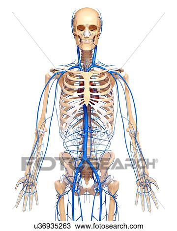 Drawing - Human veins, artwork. Fotosearch