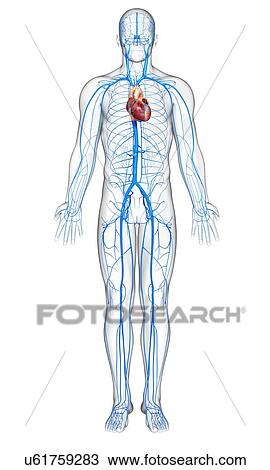 Drawing - Human veins, artwork. Fotosearch