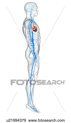 Stock Illustration - Human veins, artwork. Fotosearch