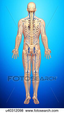Human veins, artwork View Large Illustration Stock Illustration - Human veins, artwork. Fotosearch