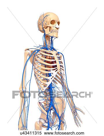 Human veins, artwork View Large Illustration Stock Illustration - Human veins, artwork. Fotosearch