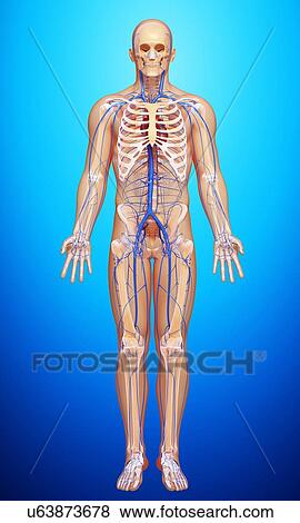 Human veins, artwork View Large Illustration Stock Illustration - Human veins, artwork. Fotosearch