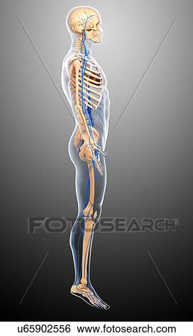 Human veins, artwork View Large Illustration Stock Illustration - Human veins, artwork. Fotosearch